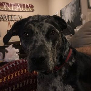 Meet your Posher, Ryder